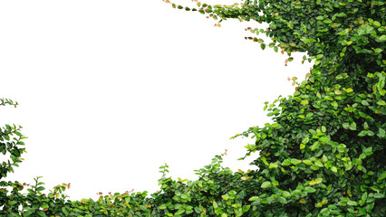 Ivy plant leaf frame PNG file with copy space used for background.