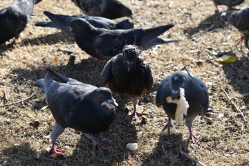 Pigeons Eating