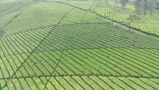 4K footage Aerial view of beautifully patterned tea fields. Natural landscape footage concept.