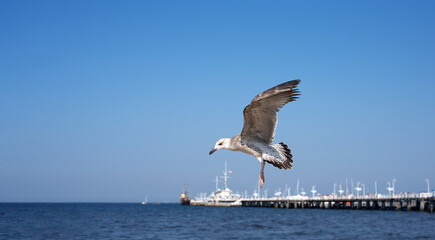 Seagulls on the seashore. Birds