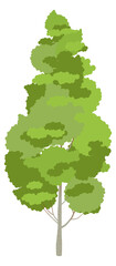 Aspen icon. Green foliage tree. Nature symbol