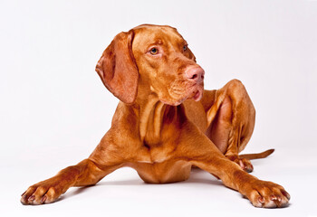 Vizsla Hungarian white background