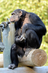 チンパンジー