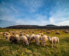 Obraz premium Schafherde