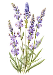 Lavender (Lavandula angustifolia) flowers isolated on white background. Generative AI watercolor illustration