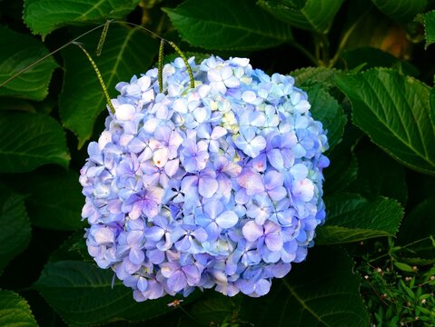 Fleur d'hortensia hydrangea macrophylla bleu sur l'&icirc;le de Sao Miguel dans l'archipel des A&ccedil;ores au Portugal