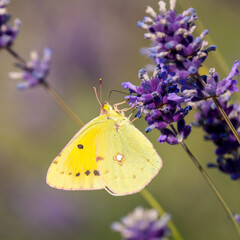 Clouded Yellow Butterfly on Lavender