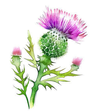 One flower of Scotch tristle over white background. Generative AI watercolor illustration