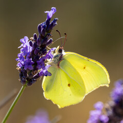 Brimstone Butterfly Resting on Lavender