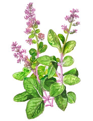 Oregano plant with flowers isolated over white background. Generative AI watercolour illustration