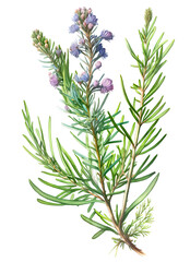 Rosemary plant isolated on white. Generative AI watercolor illustration