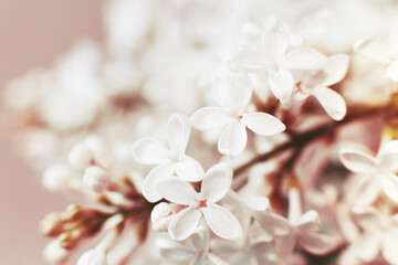 white lilac flower branch on pink background with copy space