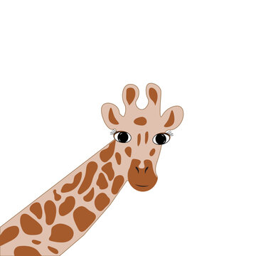 giraffe head isolated on white background cute cartoon look