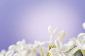 white lilac flower branch on a purple background with copy space for your text