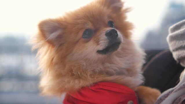 funny dog circling around him