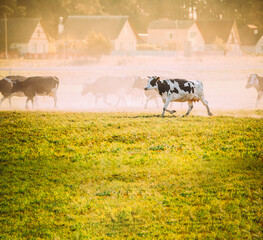 Cattle. Sun Shining With Sun Rays Above Herd Of Cows Crossing In Rural Meadow Countryside In Dusty...