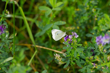Small white butterfly (Pieris rapae) perched on a violet flower in Zurich, Switzerland