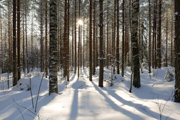 winter forest scenery with sun shining trough the trees.