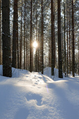 winter forest scenery with sun shining trough the trees.