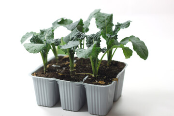 Transplantation of black cabbage plants-