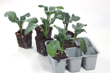 Transplantation of black cabbage plants-