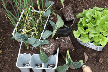 Gardening transplant in home vegetables hobbies cultivation-