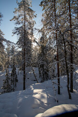 snowy winter forest scenery during day time. sun is shining.