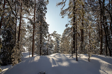 snowy winter forest scenery during day time. sun is shining.