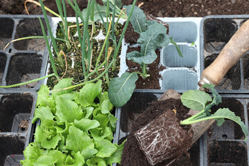 Gardening transplant in home vegetables hobbies cultivation-