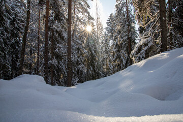 snowy winter forest scenery during day time. sun is shining.