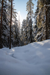 snowy winter forest scenery during day time. sun is shining.