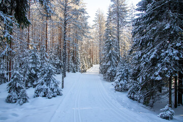 Ski track in forest during day time