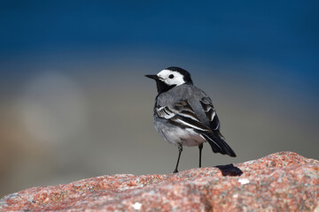White wagtail (Motacilla alba) standing on a rock in the sea shore in summer.