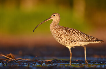 Eurasian curlew (Numenius arquata) feeding in the wetlands in summer.