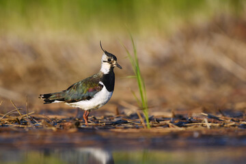 northern lapwing (vanellus vanellus) in the wetlands in summer.	
