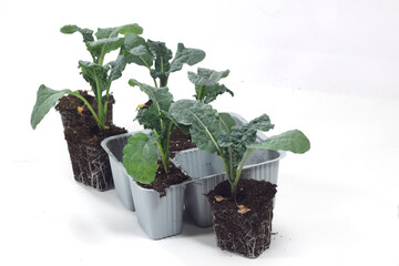 Transplantation of black cabbage plants-