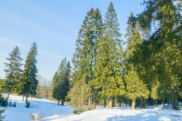 Obraz na płótnie Canvas Beautiful winter snowy landscape of a coniferous high forest on a sunny frosty day.