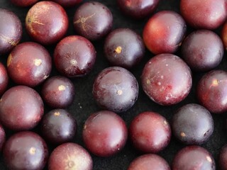 Camu-camu fruits (Myrciaria dubia) Myrtaceae family which strengthens the immune defense system and thus maintains her health. The vitamin content is about 35%. Rio Negro river bank, Amazonas - Brazil