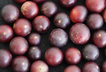 Camu-camu fruits (Myrciaria dubia) Myrtaceae family which strengthens the immune defense system and thus maintains her health. The vitamin content is about 35%. Rio Negro river bank, Amazonas - Brazil