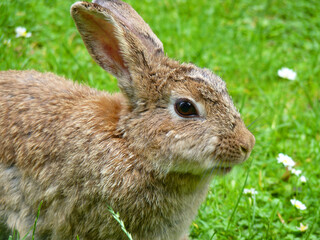 Ein Kaninchen auf der Wiese