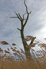 A tree skeleton and reeds under a cloudy sky in the Ampermoos nature reserve, black and white photo, Bavaria, Germany, Europe