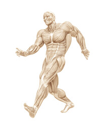 muscle man anatomy in an white background