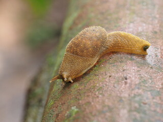 Arion fuscus, known as the Dusky Arion