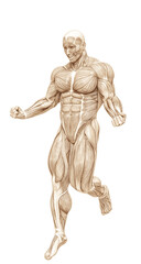 Obraz premium muscle man anatomy in an white background