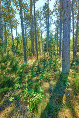 Fototapeta na wymiar Landscape view of lush, green and remote coniferous forest in environmental nature reserve. Pine, fir or cedar trees growing in quiet meadow woods in Germany. Cultivation of resin and timber plants