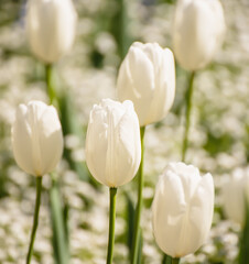White tulip flowers