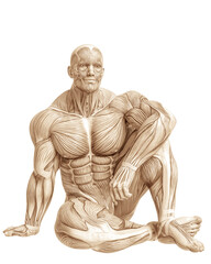 Obraz premium muscle man anatomy in an white background
