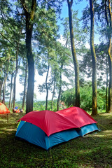 Camping tent in sunny forest