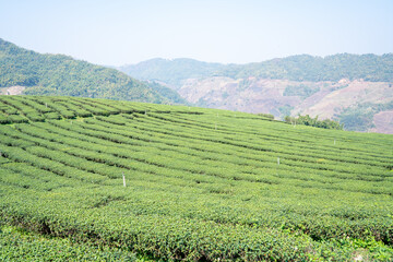 Fototapeta na wymiar Plantation ecological tea garden. Green tea mountain. tea plantation background. Beautiful Tea field leaf on mountain. 