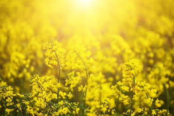 Rapeseed spring flowers